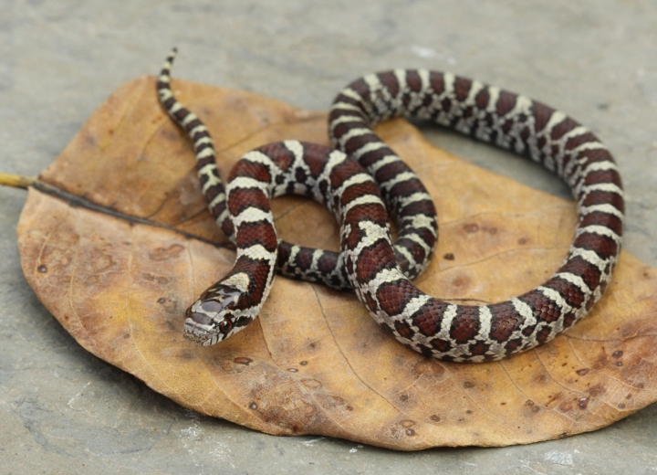 Eastern Milk Snake